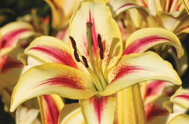 Oriental Matisse Lilium Sunny Crown