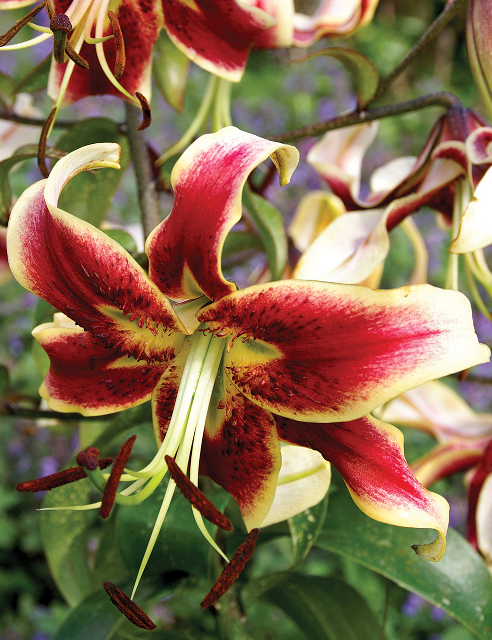 Lilium 'Scheherazade'