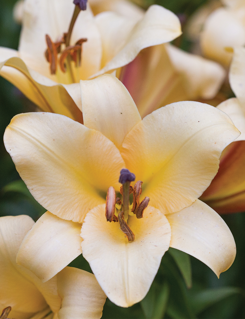 Oriental Lilium 'Saltarello'