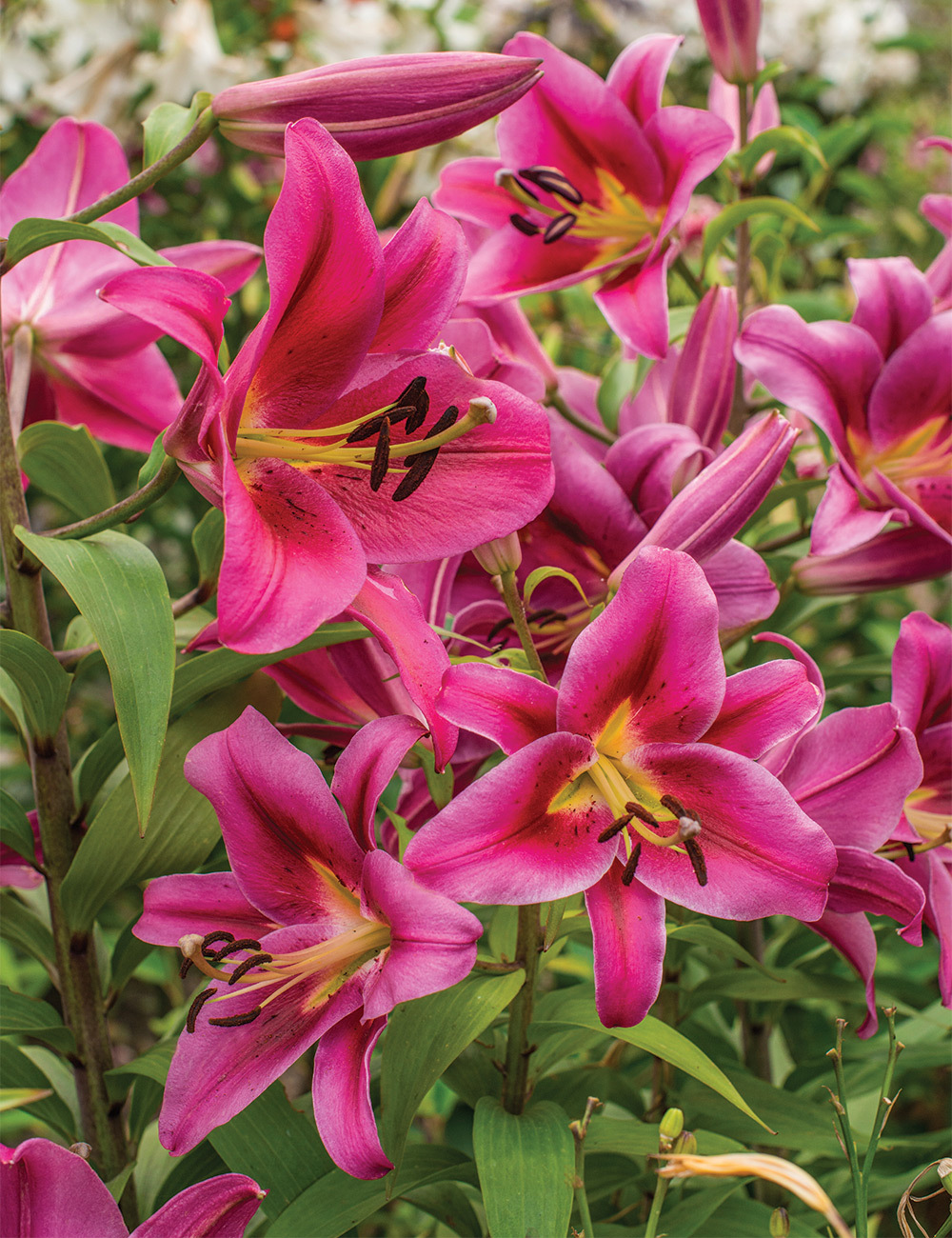 Oriental Lilium 'Strong Love'