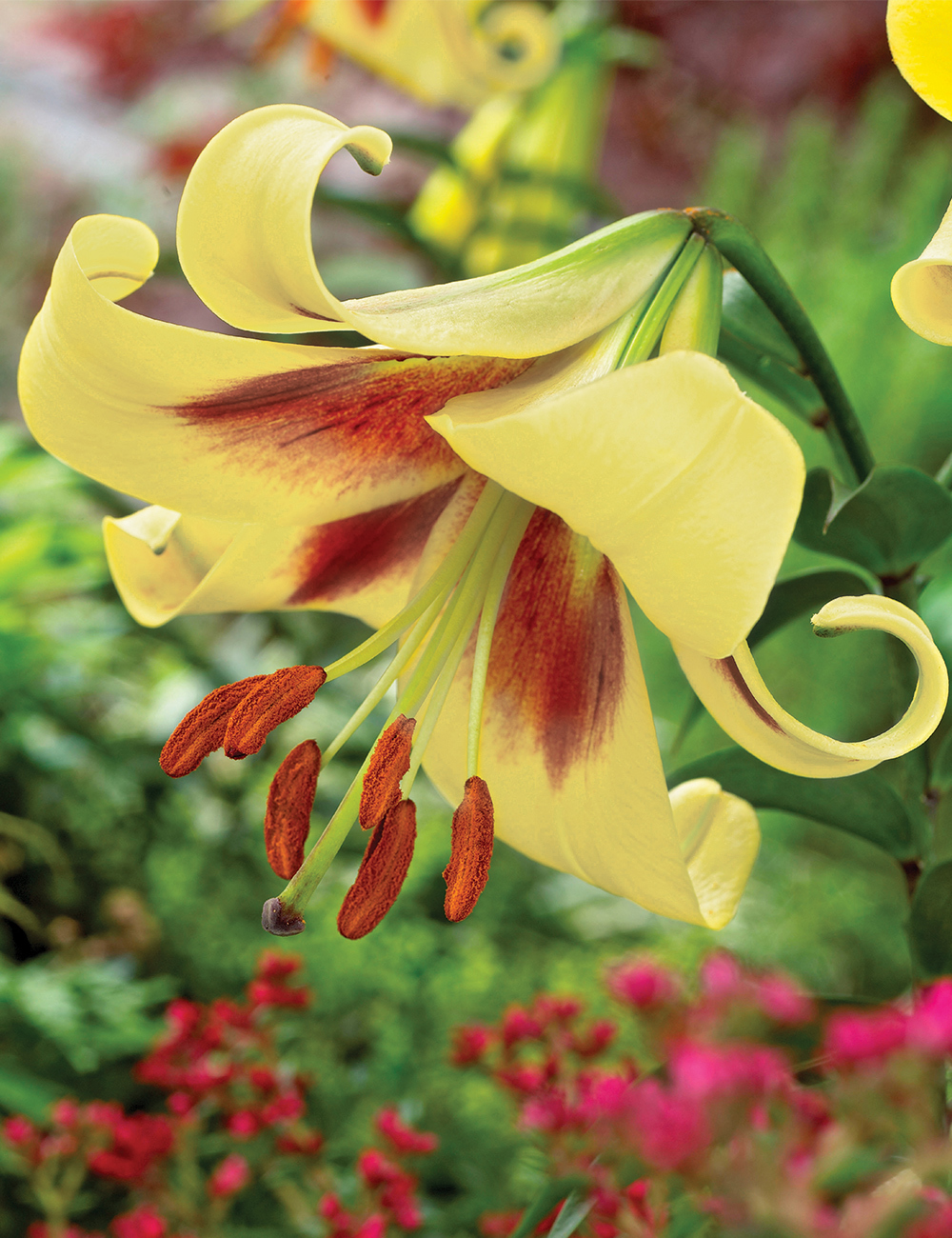 Matisse Oriental Lilium 'Touching'