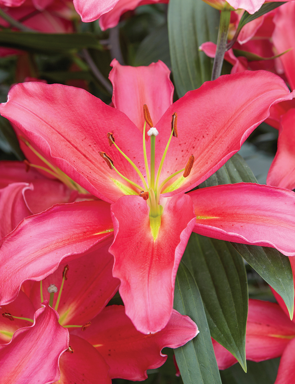 Oriental Lilium 'Tarrango'