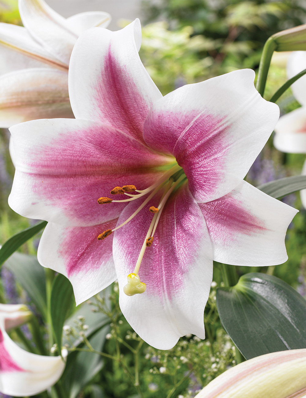 Trumpet Lily 'Triumphator'