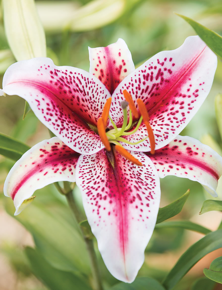 Matisse Oriental Lily Tiger Woods