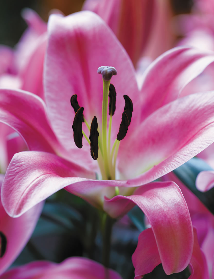 Oriental Lilies Timezone