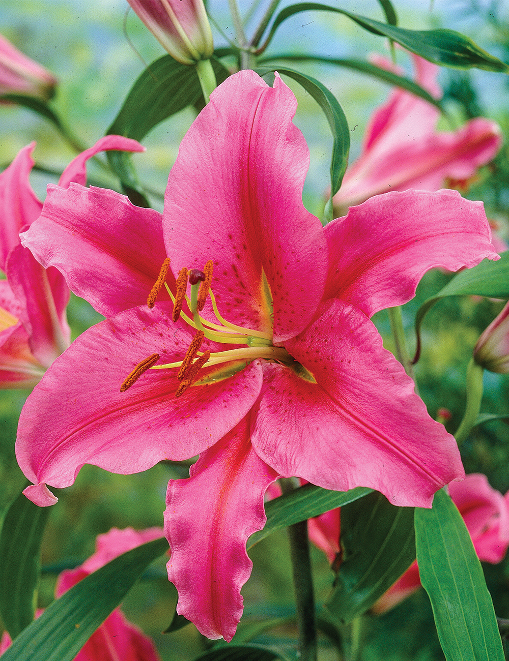 Oriental Lilium 'Valdosta'