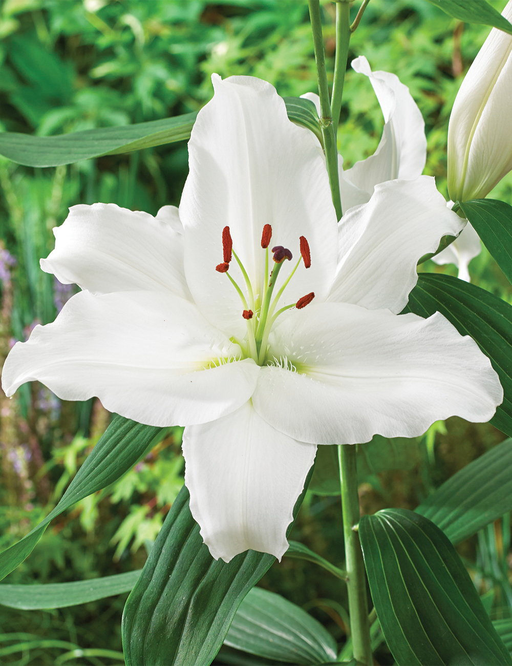 Oriental Lilium 'Vestaro'