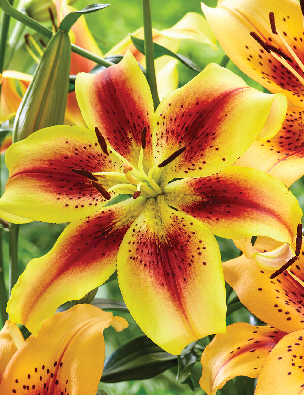 Matisse Asiatic Lilium 'Viva La Vida'