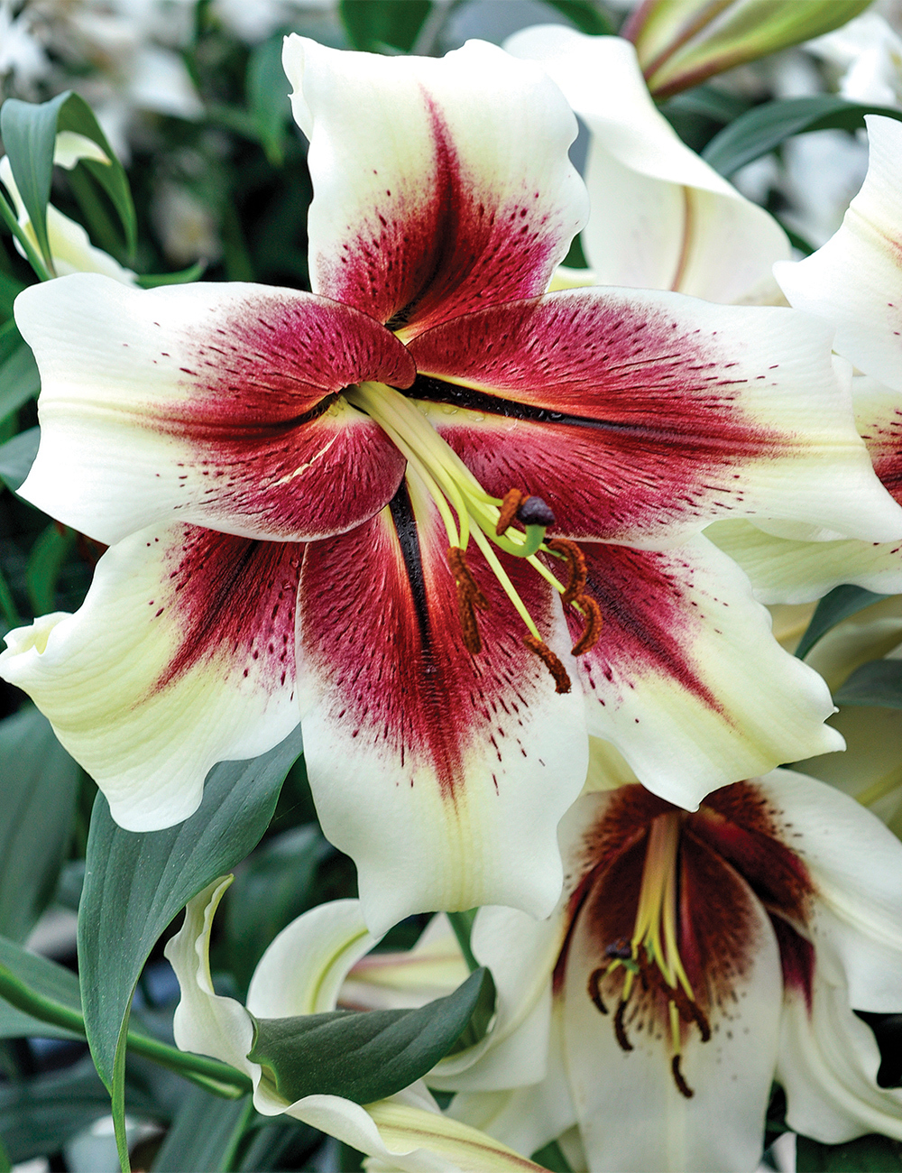 Oriental Lily 'Zeba'