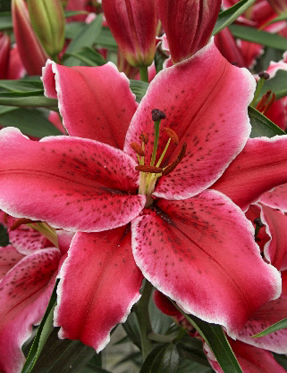 Oriental Lily Zorro