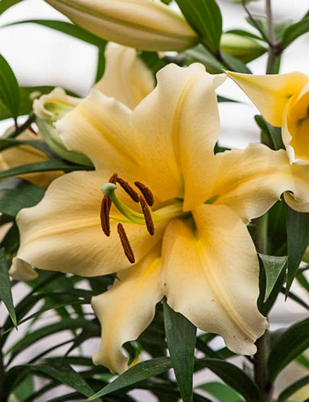 Oriental Lilium 'Zirconia'