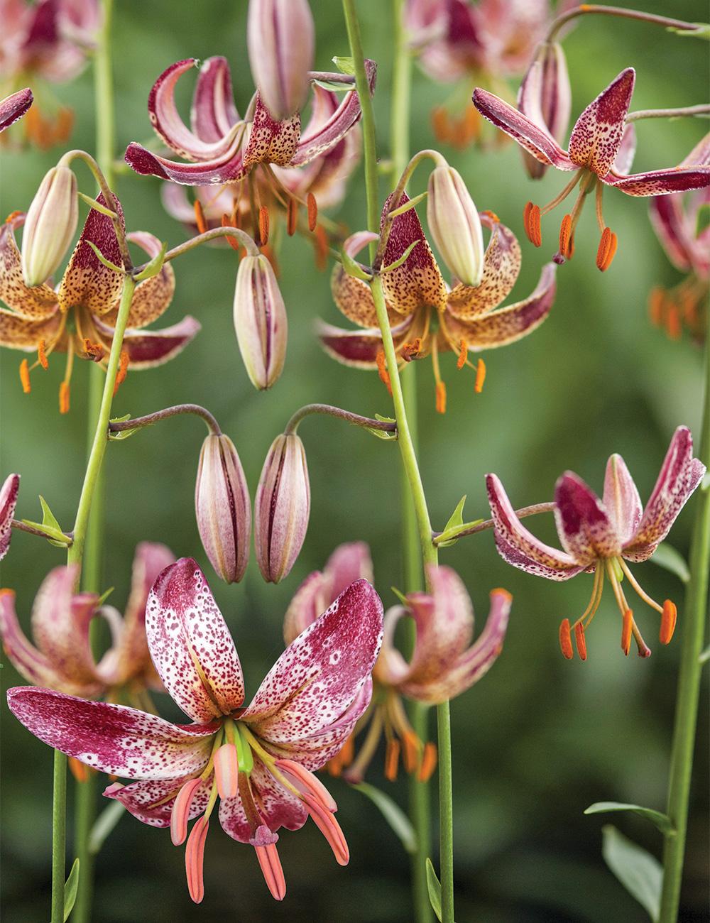 Martagon Lilium 'Alberta Morning'