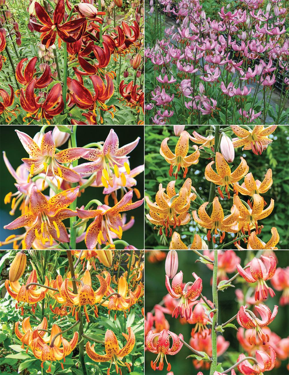 Martagon Lilies Collection No1