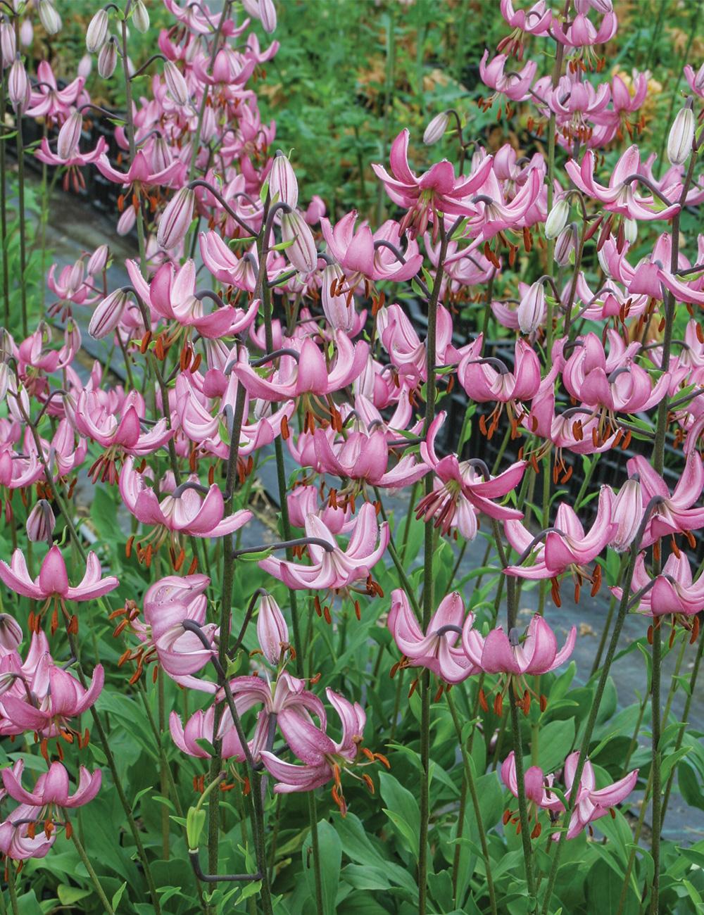 Martagon Lilium 'Candy Morning'