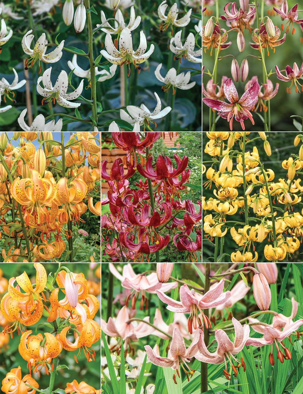 Martagon Lilies Collection No2