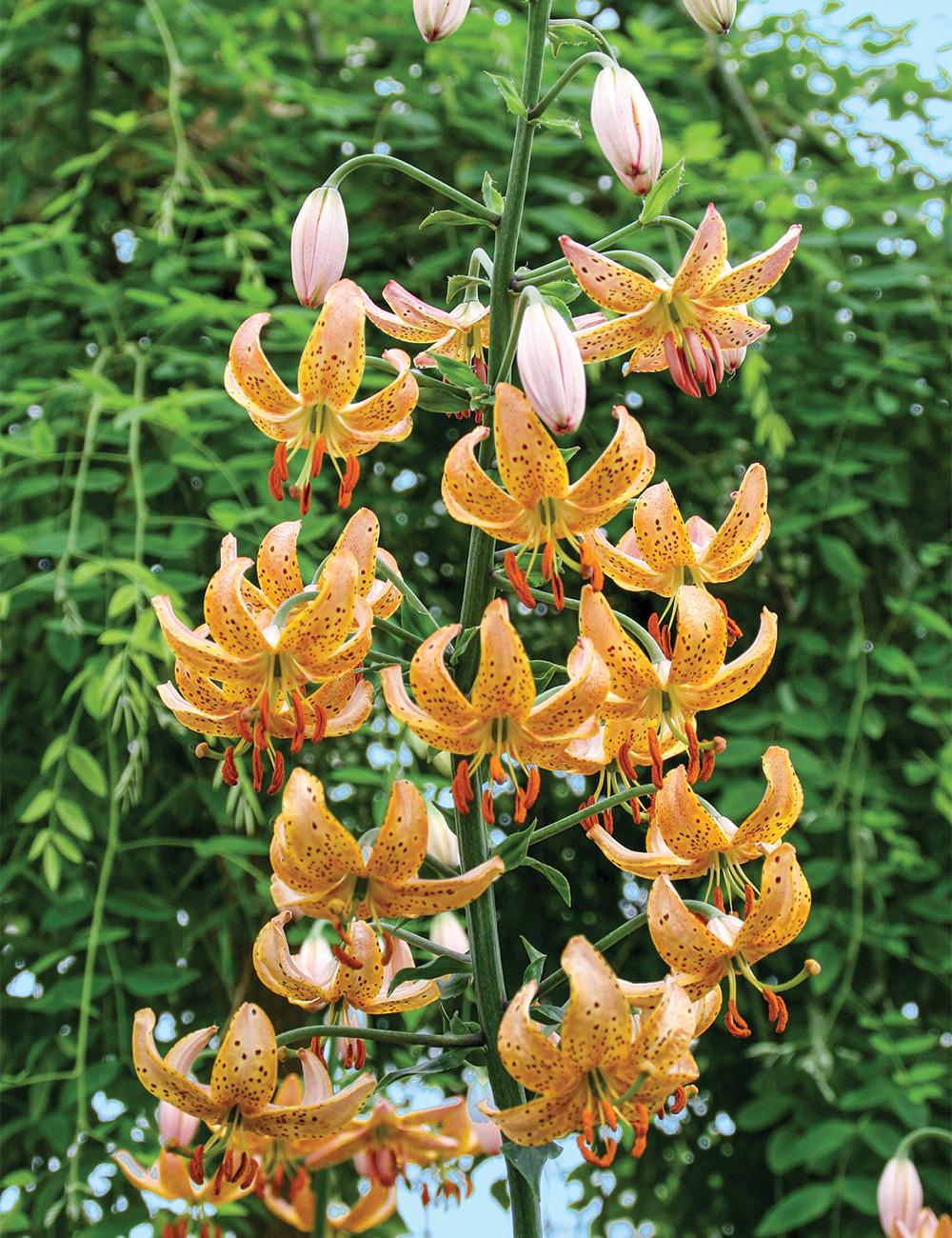 Martagon Lilium 'Guinea Gold'