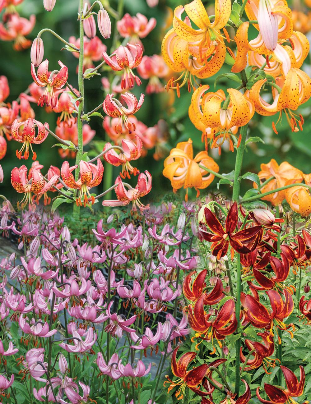 Martagon Lilies Mixed