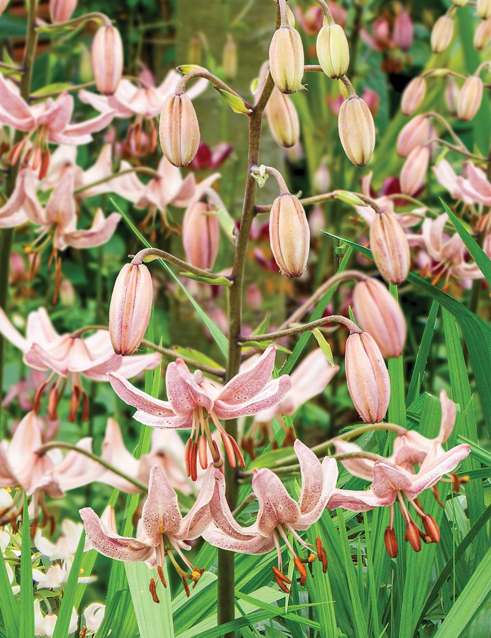 Martagon Lilium 'Pink Morning'