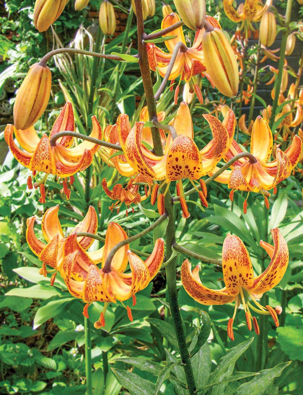 Martagon Lilium 'Sunny Morning'