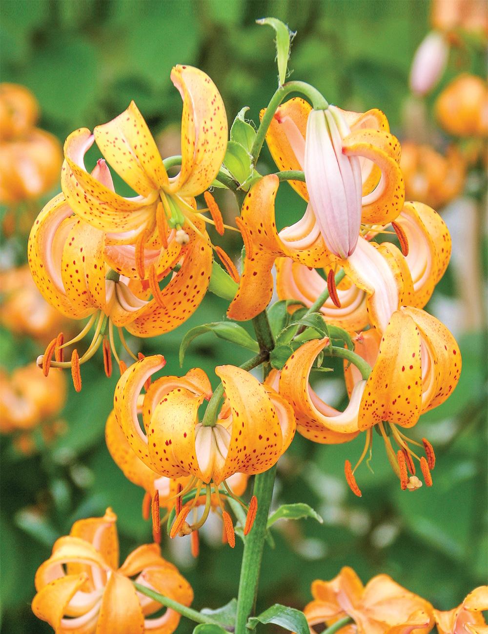 Martagon Lilium 'Terrice City'