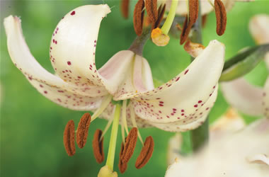 Martagon Lilies Albiflorum