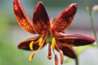 Martagon Lilies Arabian Knight