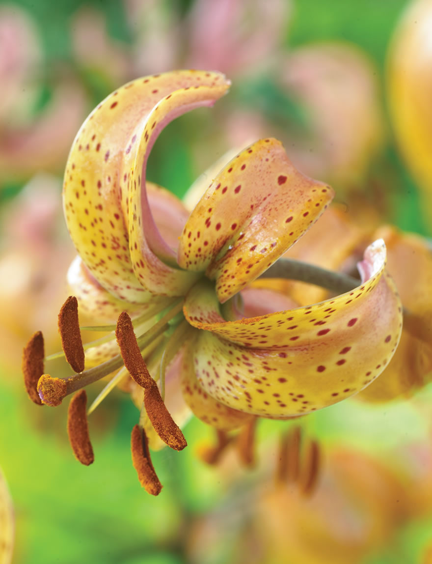 Martagon Lilies Chameleon