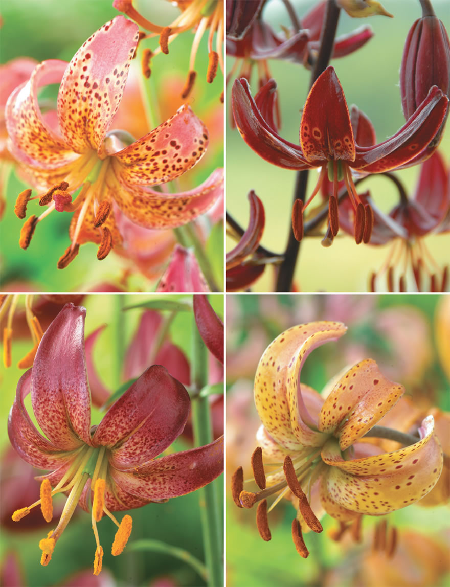 Martagon Lilies Collection