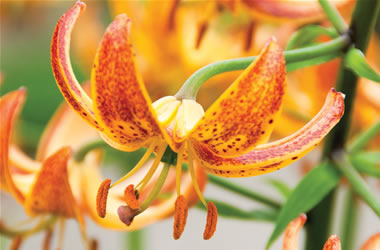 Martagon Liliy Sunny Morning