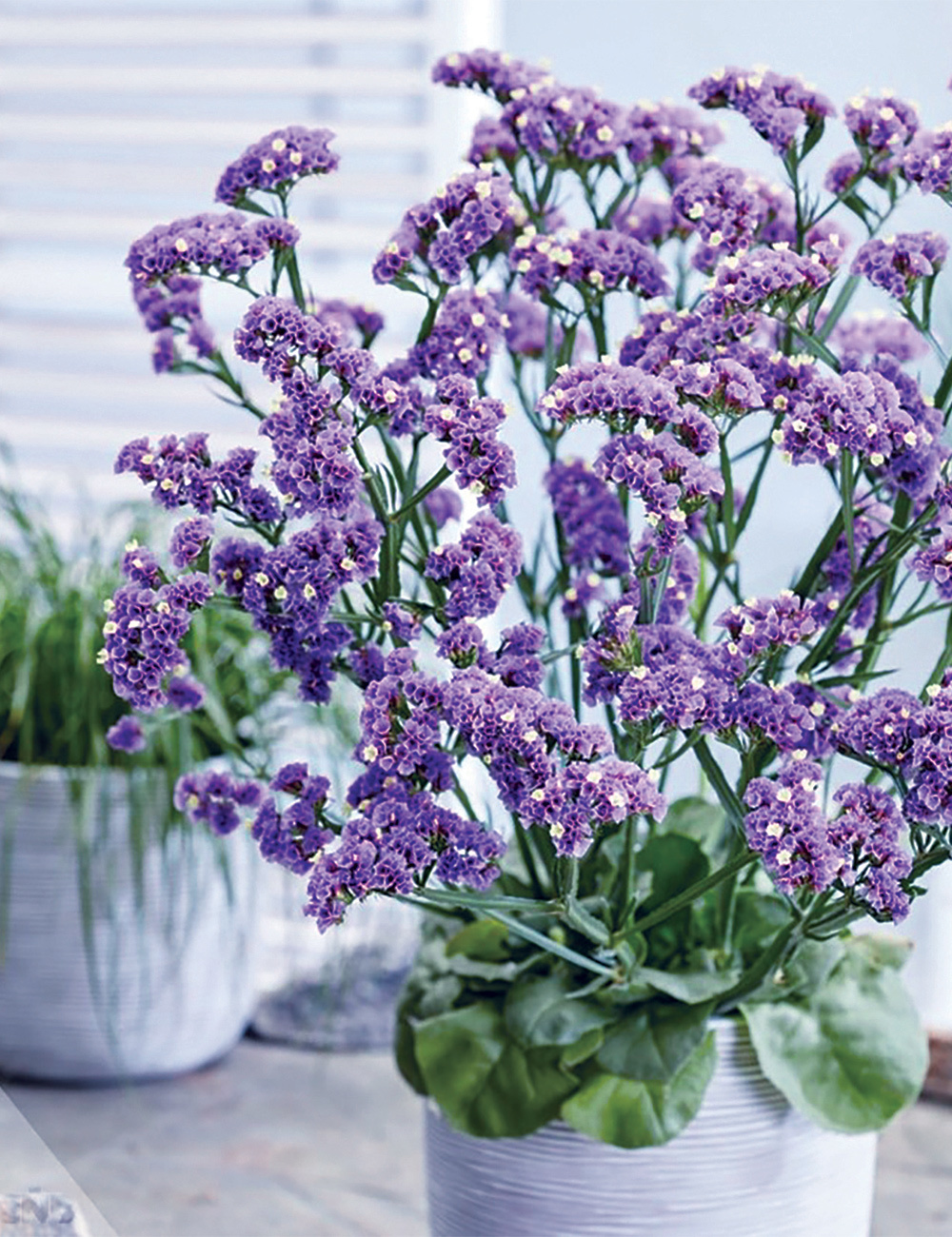 Statice 'Sinzii Deep Lavender'