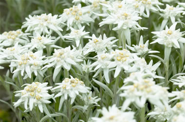 Edelweiss