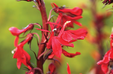 Lobelia 'Queen Victoria'