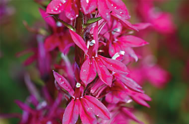 Lobelia Tanyi