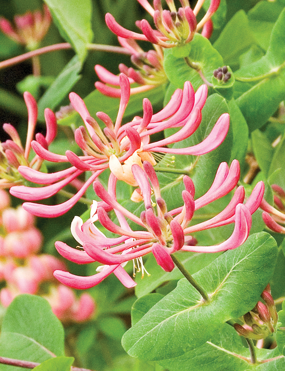 American Honeysuckle