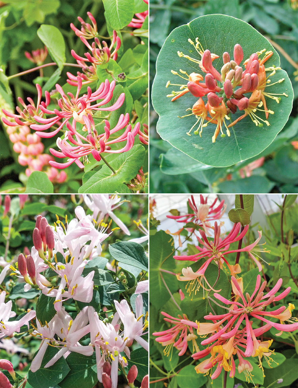 Honeysuckles Collection