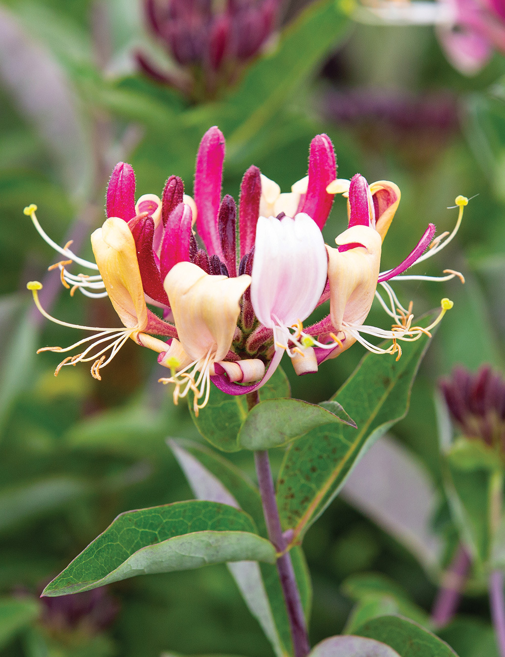 Honeysuckle 'Firecracker'