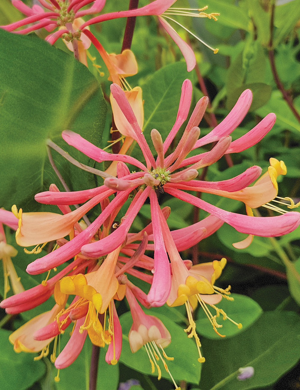 Honeysuckle 'Gold Flame'