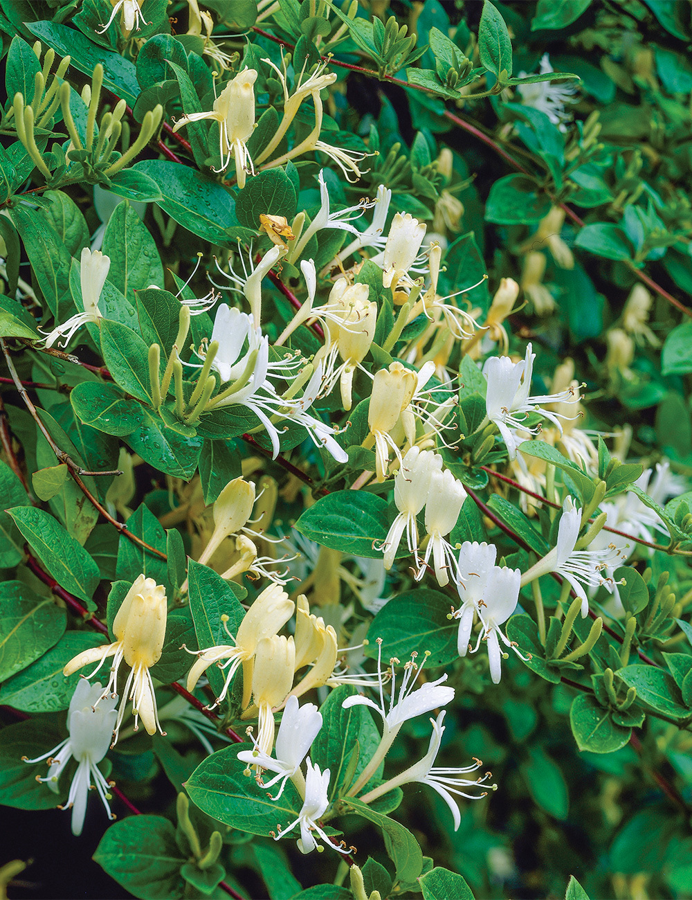 Japanese Honeysuckle 'Halliana'