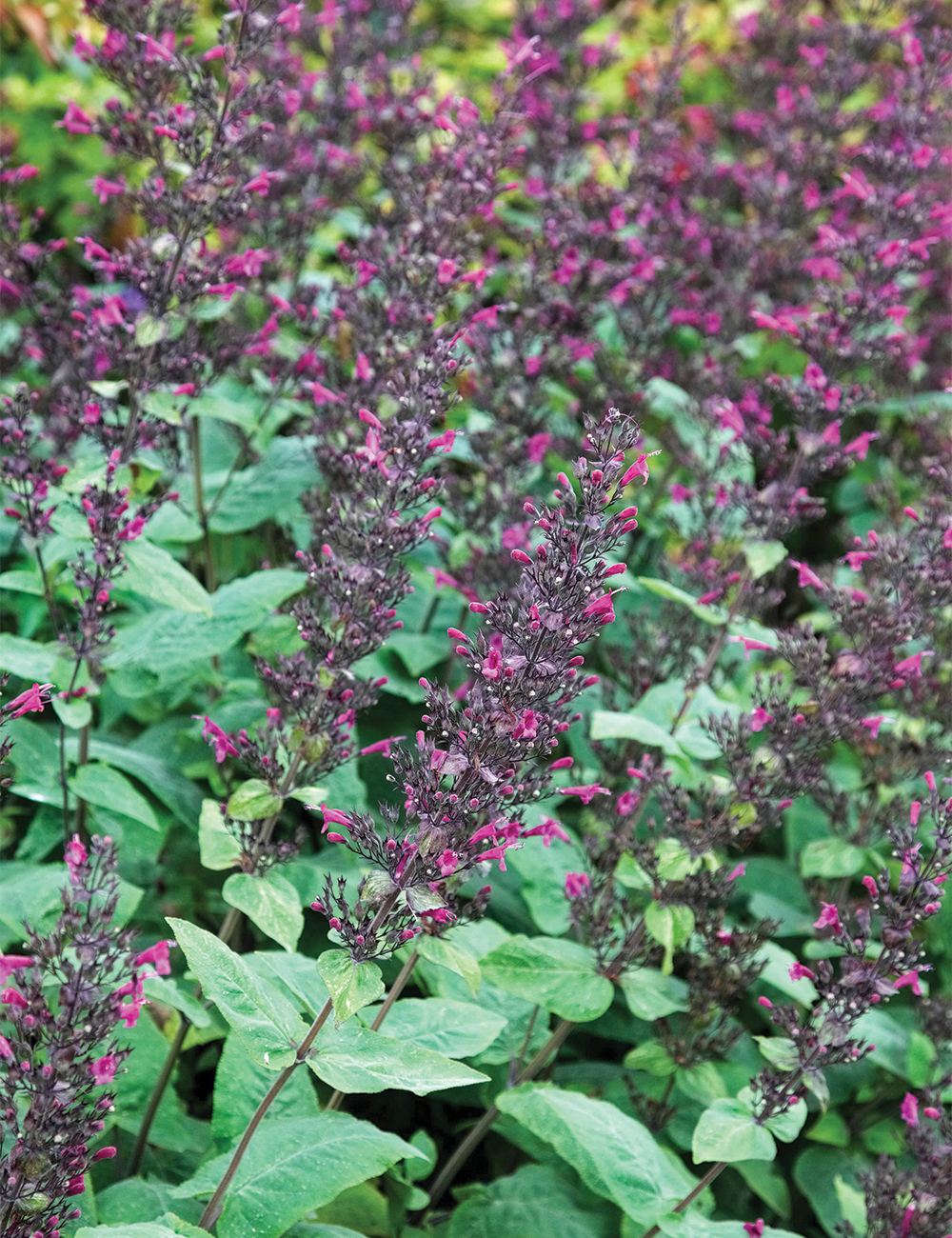 Chilean Pitcher Sage