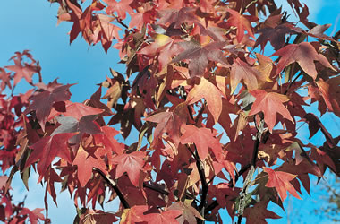 Liquidambar