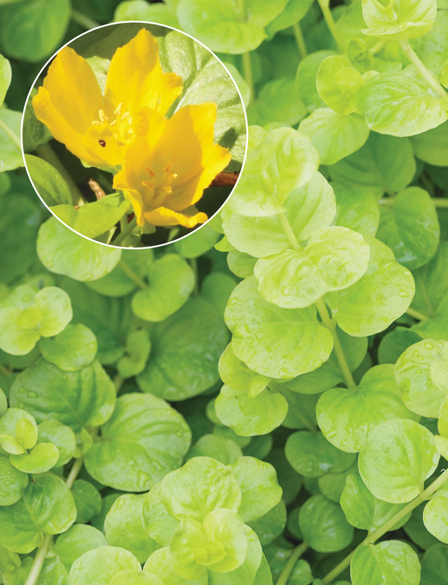 lysimachia goldilocks lysimachia goldilocks