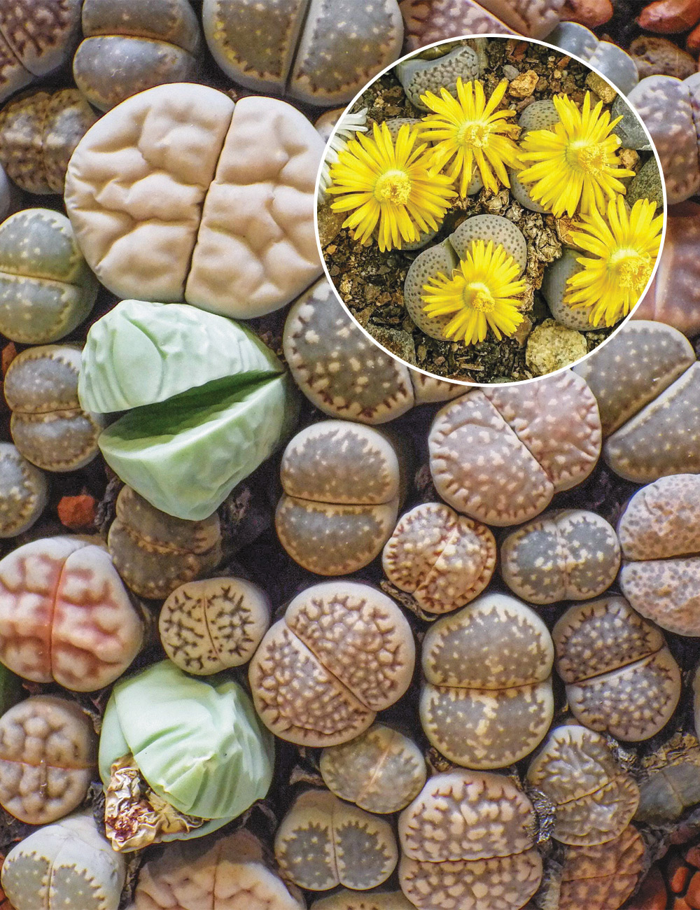 Lithops Mixed Living Stone Hybrids