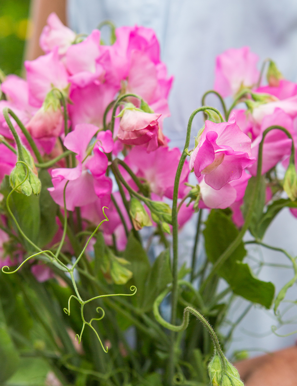 Sweet Peas 'Dream Lover'