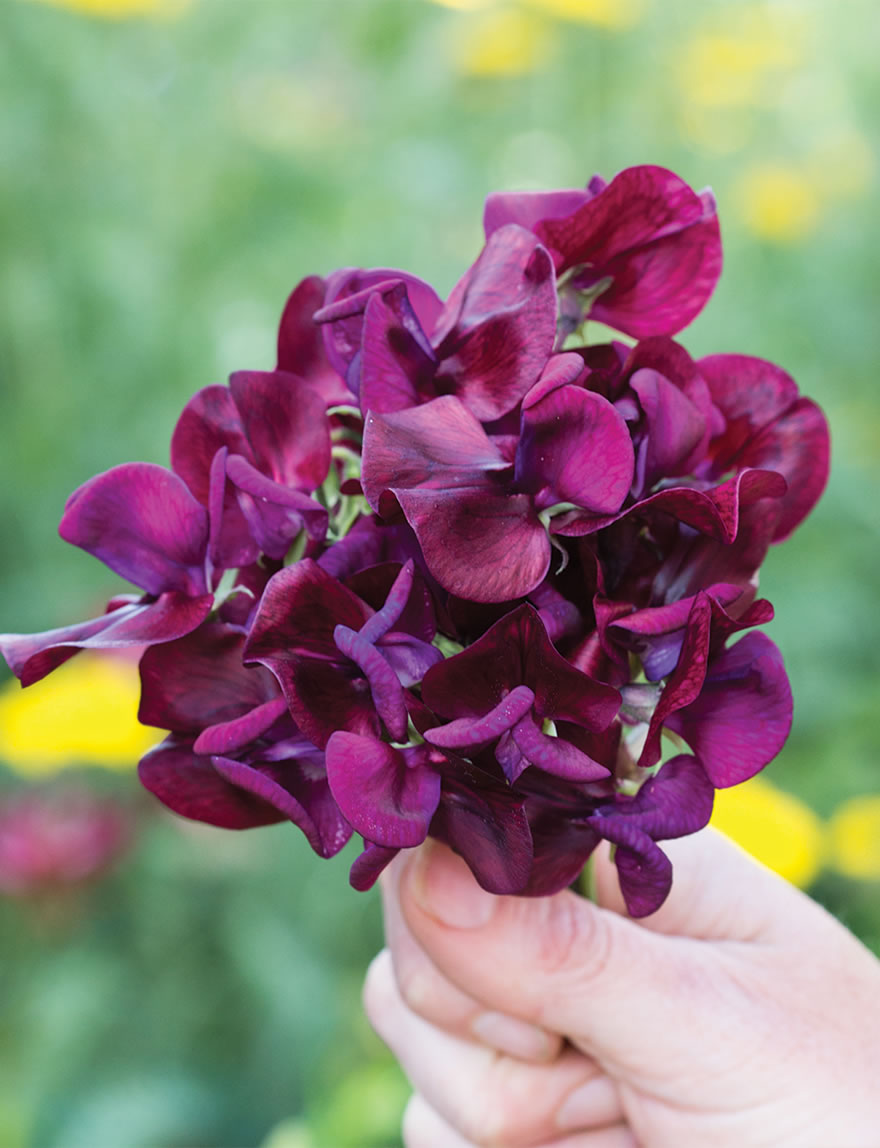 Sweet peas Black Knight