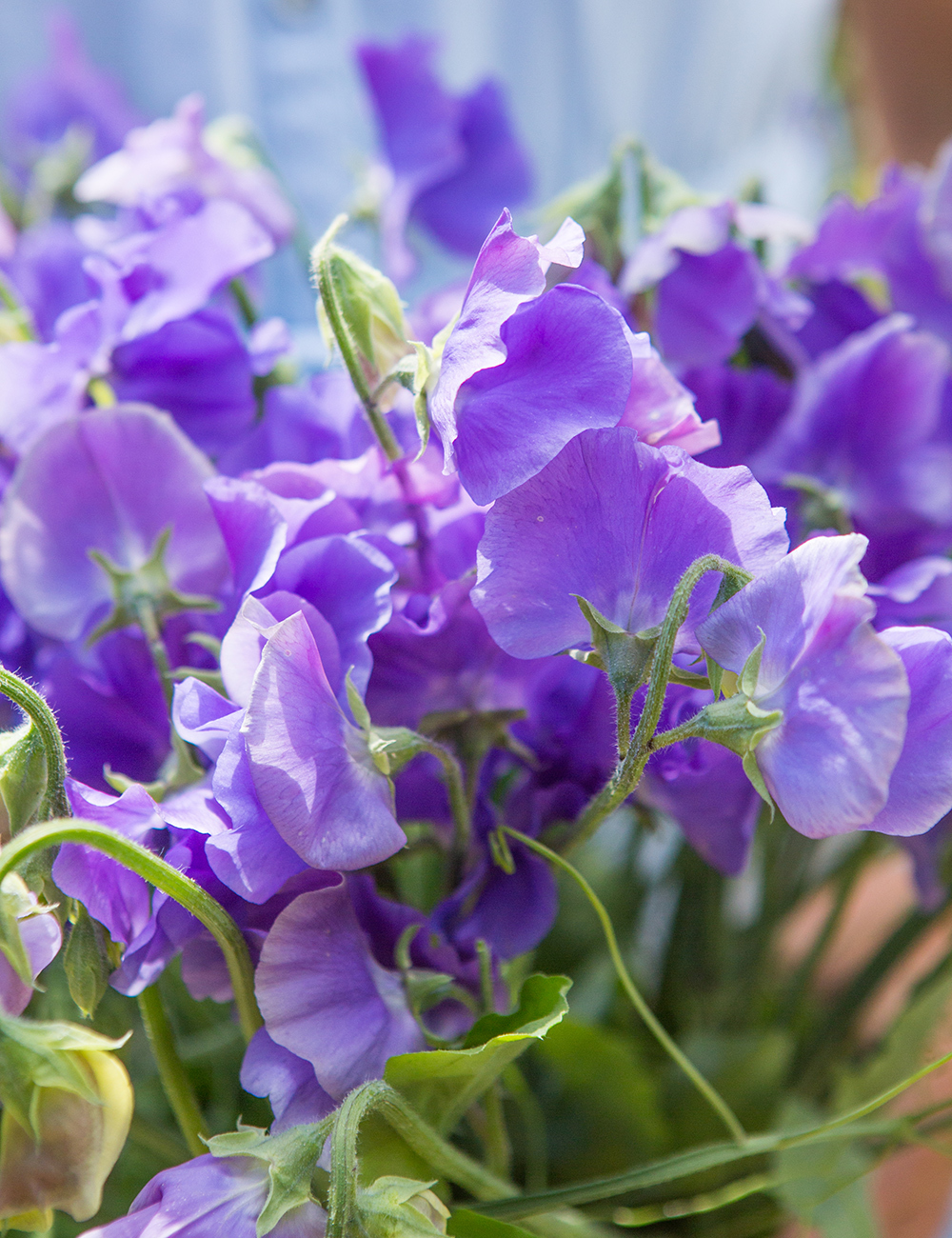 Sweet Peas 'Blue Heaven'