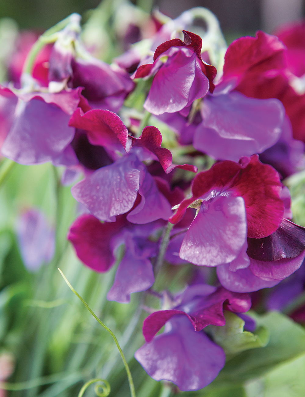 Sweet Peas 'Unforgettable'