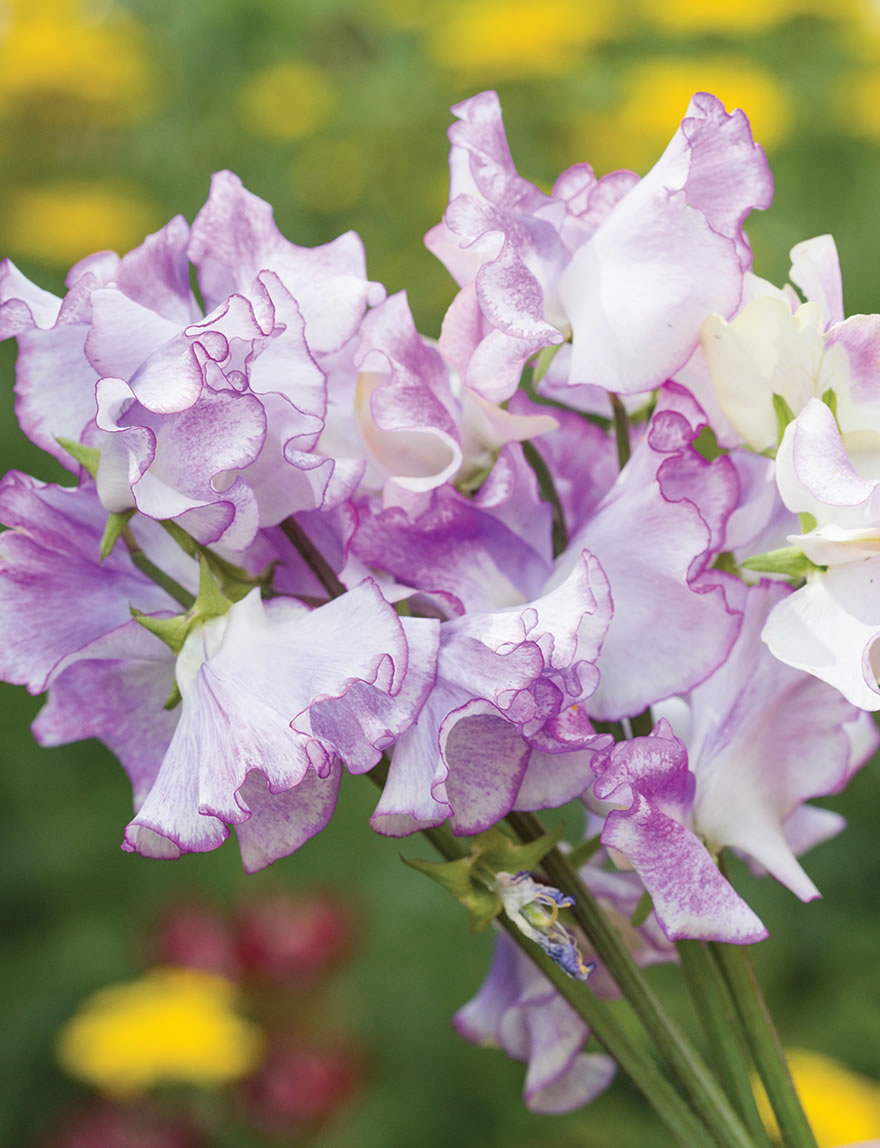 Sweet peas Sir Jimmy Shand