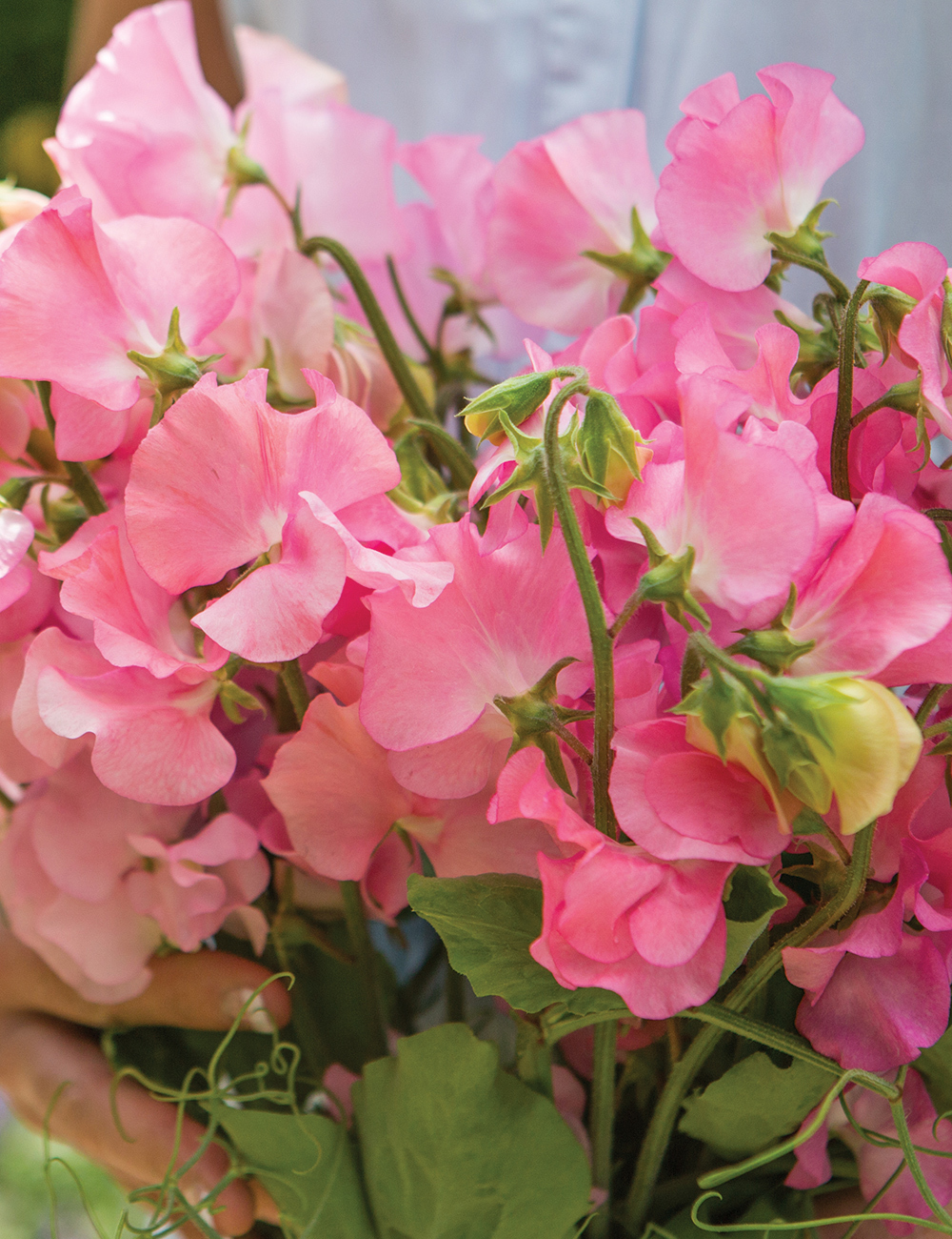 Sweet Peas 'Baby Love'