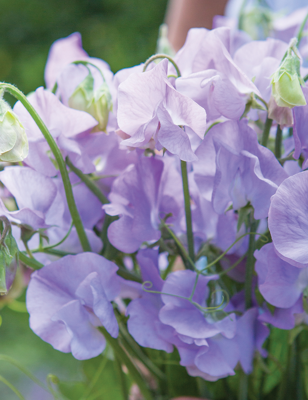 Sweet Peas 'Moon Dance'