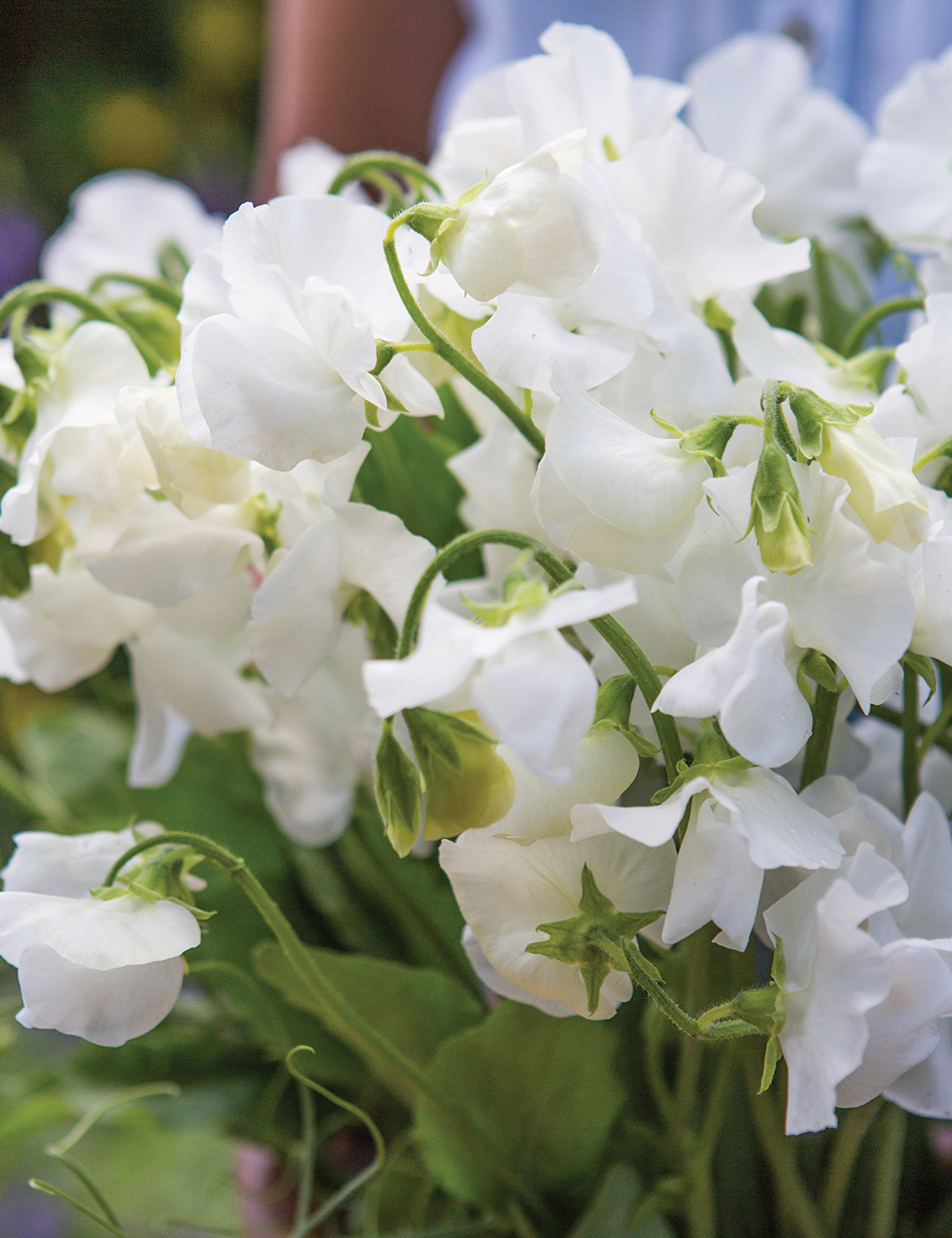 Sweet Peas 'Amazing Grace'